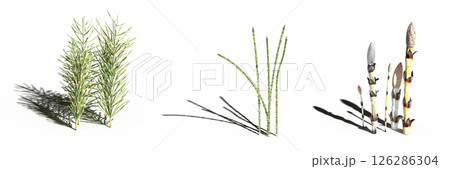 wild field grass with a shadow under it, isolated on a transparent background, 3D illustration, cg render 126286304
