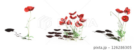 wild field grass with a shadow under it, isolated on a transparent background, 3D illustration, cg render 126286305