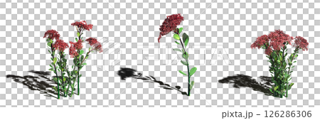 wild field grass with a shadow under it, isolated on a transparent background, 3D illustration, cg render 126286306