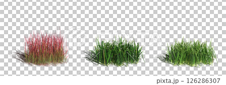 wild field grass with a shadow under it, isolated on a transparent background, 3D illustration, cg render 126286307