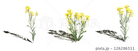 wild field grass with a shadow under it, isolated on a transparent background, 3D illustration, cg render wild field grass with a shadow under it, isolated on a transparent background, 3D illustration, cg render 126286311