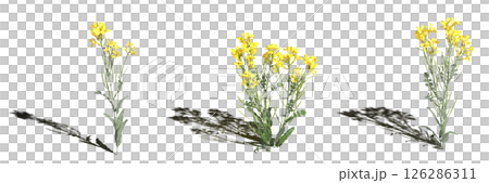 wild field grass with a shadow under it, isolated on a transparent background, 3D illustration, cg render wild field grass with a shadow under it, isolated on a transparent background, 3D illustration, cg render 126286311