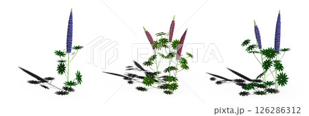 wild field grass with a shadow under it, isolated on a transparent background, 3D illustration, cg render wild field grass with a shadow under it, isolated on a transparent background, 3D illustration, cg render 126286312