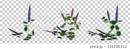 wild field grass with a shadow under it, isolated on a transparent background, 3D illustration, cg render wild field grass with a shadow under it, isolated on a transparent background, 3D illustration, cg render 126286312