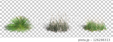 wild field grass with a shadow under it, isolated on a transparent background, 3D illustration, cg render wild field grass with a shadow under it, isolated on a transparent background, 3D illustration, cg render 126286313