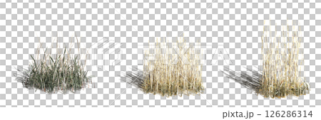 wild field grass with a shadow under it, isolated on a transparent background, 3D illustration, cg render wild field grass with a shadow under it, isolated on a transparent background, 3D illustration, cg render 126286314