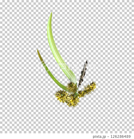 wild field grass, top view, isolated on a transparent background, 3D illustration, cg render wild field grass, top view, isolated on a transparent background, 3D illustration, cg render 126286489