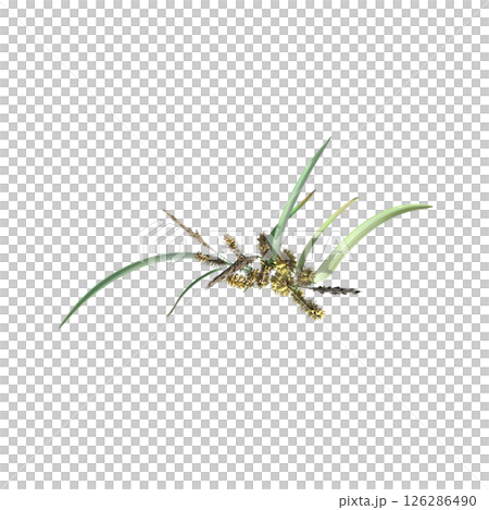 wild field grass, top view, isolated on a transparent background, 3D illustration, cg render wild field grass, top view, isolated on a transparent background, 3D illustration, cg render 126286490