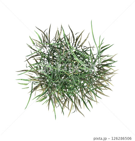 wild field grass, top view, isolated on a transparent background, 3D illustration, cg render 126286506