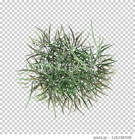 wild field grass, top view, isolated on a transparent background, 3D illustration, cg render 126286506