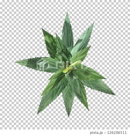 wild field grass, top view, isolated on a transparent background, 3D illustration, cg render 126286511