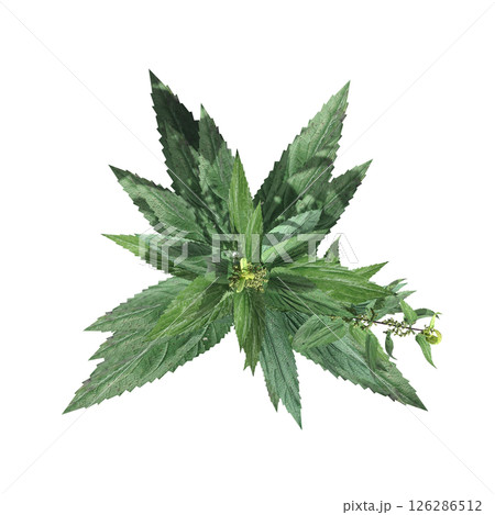 wild field grass, top view, isolated on a transparent background, 3D illustration, cg render 126286512