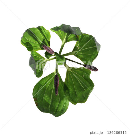 wild field grass, top view, isolated on a transparent background, 3D illustration, cg render wild field grass, top view, isolated on a transparent background, 3D illustration, cg render 126286513