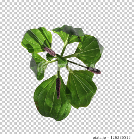 wild field grass, top view, isolated on a transparent background, 3D illustration, cg render 126286513