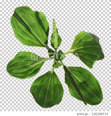 wild field grass, top view, isolated on a transparent background, 3D illustration, cg render 126286514