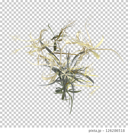 wild field grass, top view, isolated on a transparent background, 3D illustration, cg render 126286518