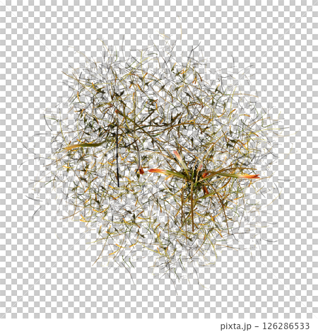 wild field grass, top view, isolated on a transparent background, 3D illustration, cg render wild field grass, top view, isolated on a transparent background, 3D illustration, cg render 126286533