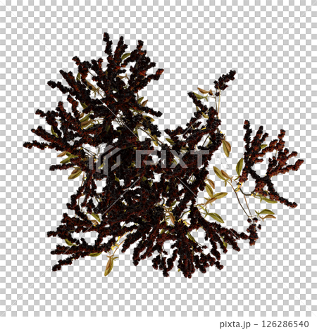 wild field grass, top view, isolated on a transparent background, 3D illustration, cg render wild field grass, top view, isolated on a transparent background, 3D illustration, cg render 126286540