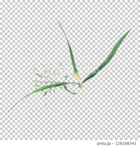 wild field grass, top view, isolated on a transparent background, 3D illustration, cg render wild field grass, top view, isolated on a transparent background, 3D illustration, cg render 126286541