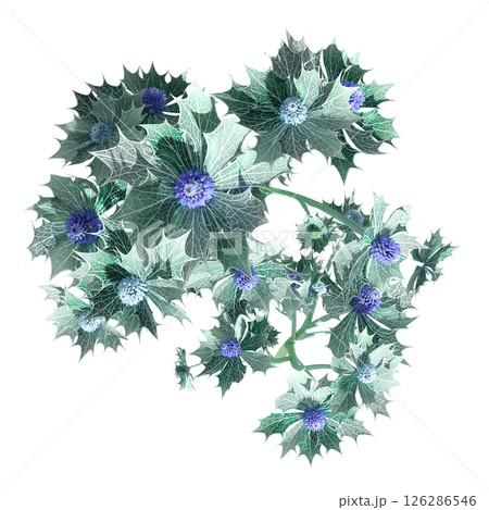 wild field grass, top view, isolated on a transparent background, 3D illustration, cg render 126286546