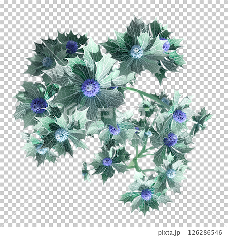 wild field grass, top view, isolated on a transparent background, 3D illustration, cg render wild field grass, top view, isolated on a transparent background, 3D illustration, cg render 126286546