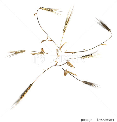 wild field grass, top view, isolated on a transparent background, 3D illustration, cg render 126286564