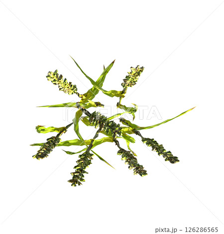 wild field grass, top view, isolated on a transparent background, 3D illustration, cg render 126286565