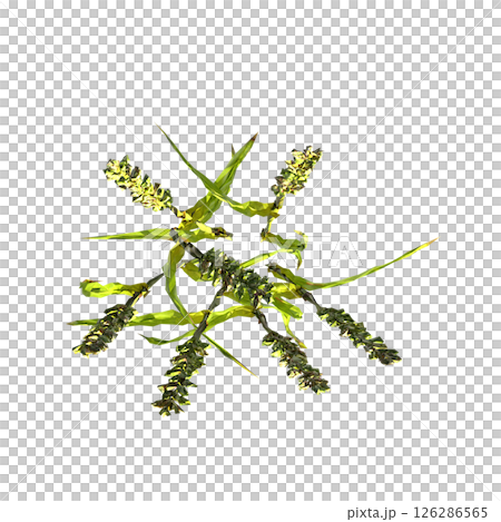 wild field grass, top view, isolated on a transparent background, 3D illustration, cg render 126286565