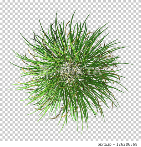 wild field grass, top view, isolated on a transparent background, 3D illustration, cg render wild field grass, top view, isolated on a transparent background, 3D illustration, cg render 126286569