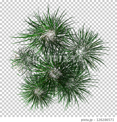 wild field grass, top view, isolated on a transparent background, 3D illustration, cg render 126286571