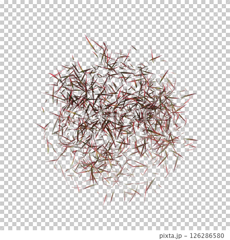 wild field grass, top view, isolated on a transparent background, 3D illustration, cg render 126286580
