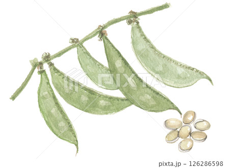 水彩で描いたフジマメと豆 126286598
