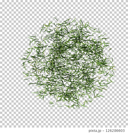 wild field grass, top view, isolated on a transparent background, 3D illustration, cg render 126286603