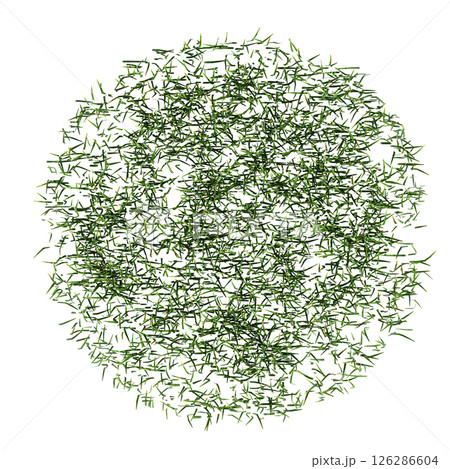 wild field grass, top view, isolated on a transparent background, 3D illustration, cg render 126286604