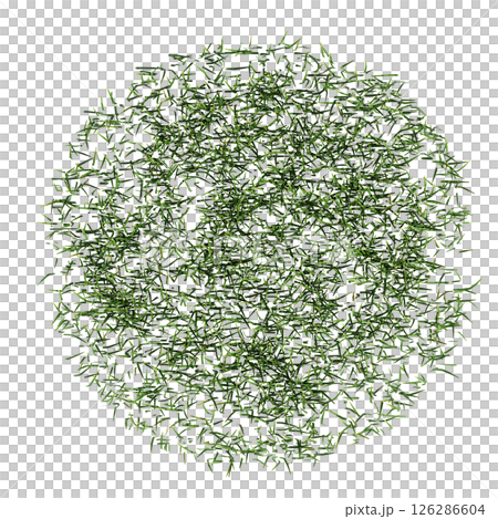 wild field grass, top view, isolated on a transparent background, 3D illustration, cg render 126286604