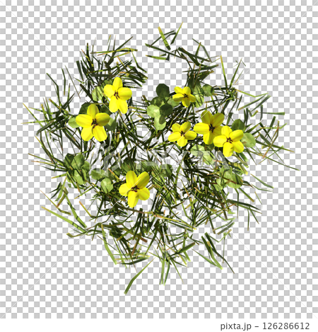 wild field grass, top view, isolated on a transparent background, 3D illustration, cg render 126286612
