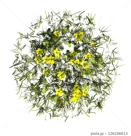 wild field grass, top view, isolated on a transparent background, 3D illustration, cg render 126286613