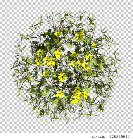 wild field grass, top view, isolated on a transparent background, 3D illustration, cg render 126286613