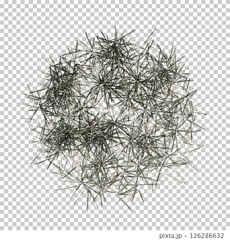 wild field grass, top view, isolated on a transparent background, 3D illustration, cg render wild field grass, top view, isolated on a transparent background, 3D illustration, cg render 126286632