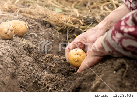 Hand planting potato tubers with sprouts in the ground. Agriculture. 126286638