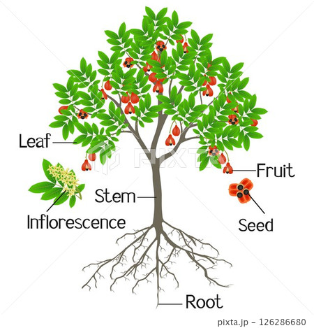 Parts of ackee tree isolated on a white background. 126286680