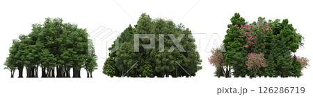 group of trees isolated on a transparent background, big trees in the forest, 3D illustration, cg render 126286719