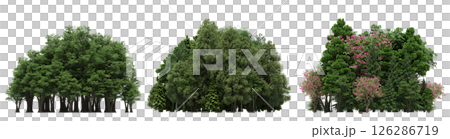 group of trees isolated on a transparent background, big trees in the forest, 3D illustration, cg render 126286719