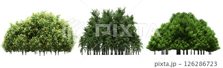 group of trees isolated on a transparent background, big trees in the forest, 3D illustration, cg render 126286723
