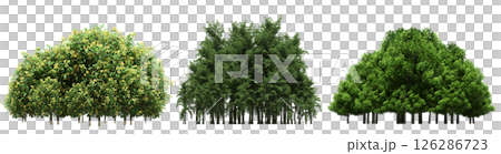 group of trees isolated on a transparent background, big trees in the forest, 3D illustration, cg render 126286723