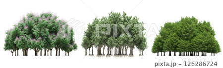 group of trees isolated on a transparent background, big trees in the forest, 3D illustration, cg render 126286724