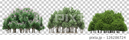 group of trees isolated on a transparent background, big trees in the forest, 3D illustration, cg render group of trees isolated on a transparent background, big trees in the forest, 3D illustration, cg render 126286724