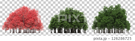 group of trees isolated on a transparent background, big trees in the forest, 3D illustration, cg render 126286725