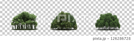 group of trees isolated on a transparent background, big trees in the forest, 3D illustration, cg render group of trees isolated on a transparent background, big trees in the forest, 3D illustration, cg render 126286728