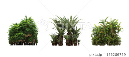 group of trees isolated on a transparent background, big trees in the forest, 3D illustration, cg render group of trees isolated on a transparent background, big trees in the forest, 3D illustration, cg render 126286739